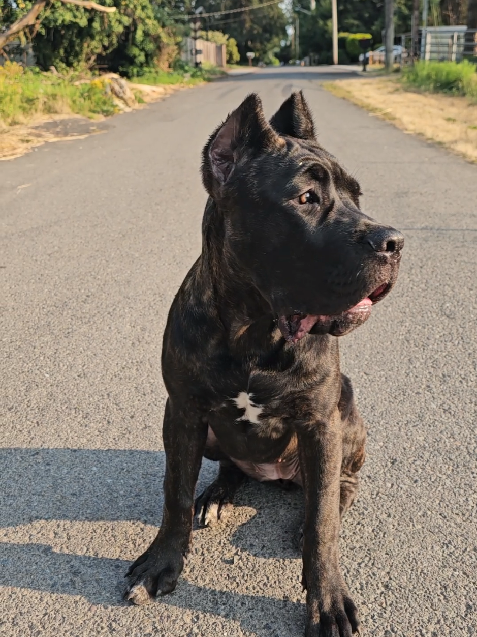 @SalmonCreekCaneCorso