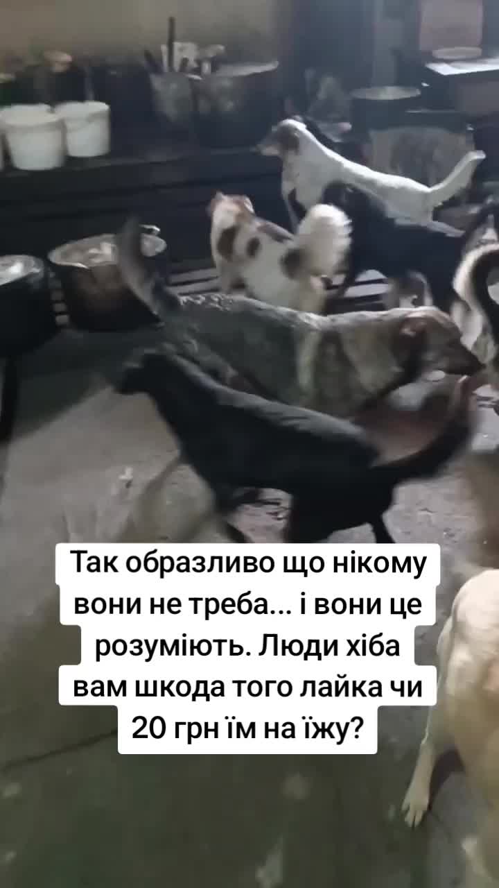 @tvarinkidobra