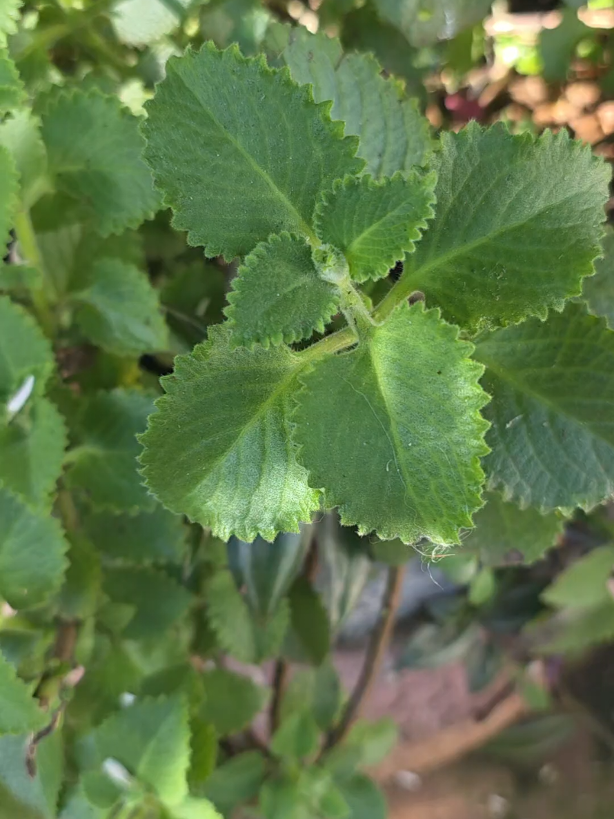 @Dicas e Receitas Naturais
