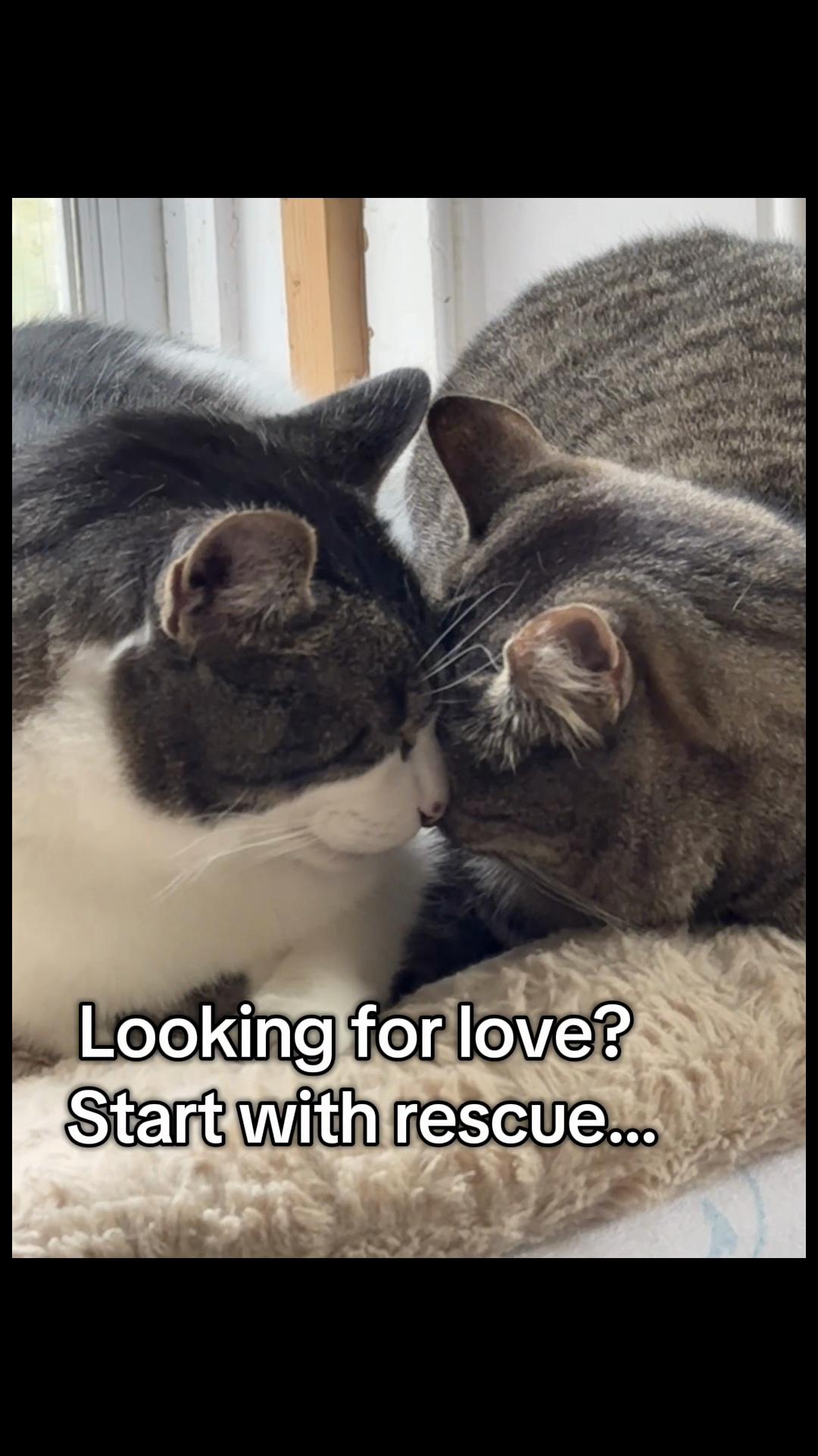 @North Toronto Cat Rescue