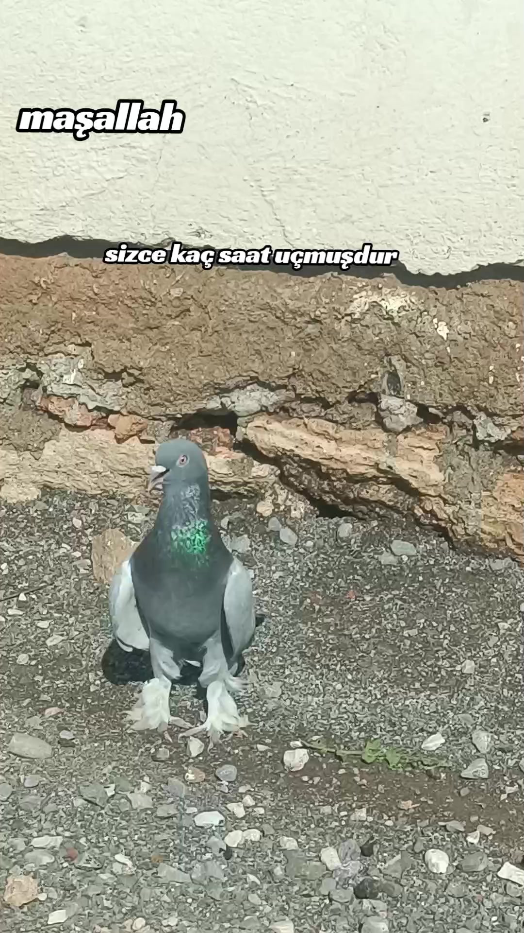 @horoz ve oyun kuşu güvercin