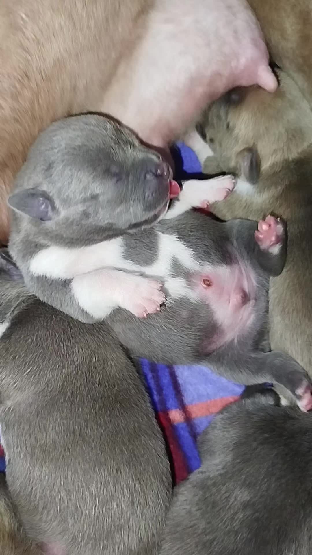 @mia_bulls❤️