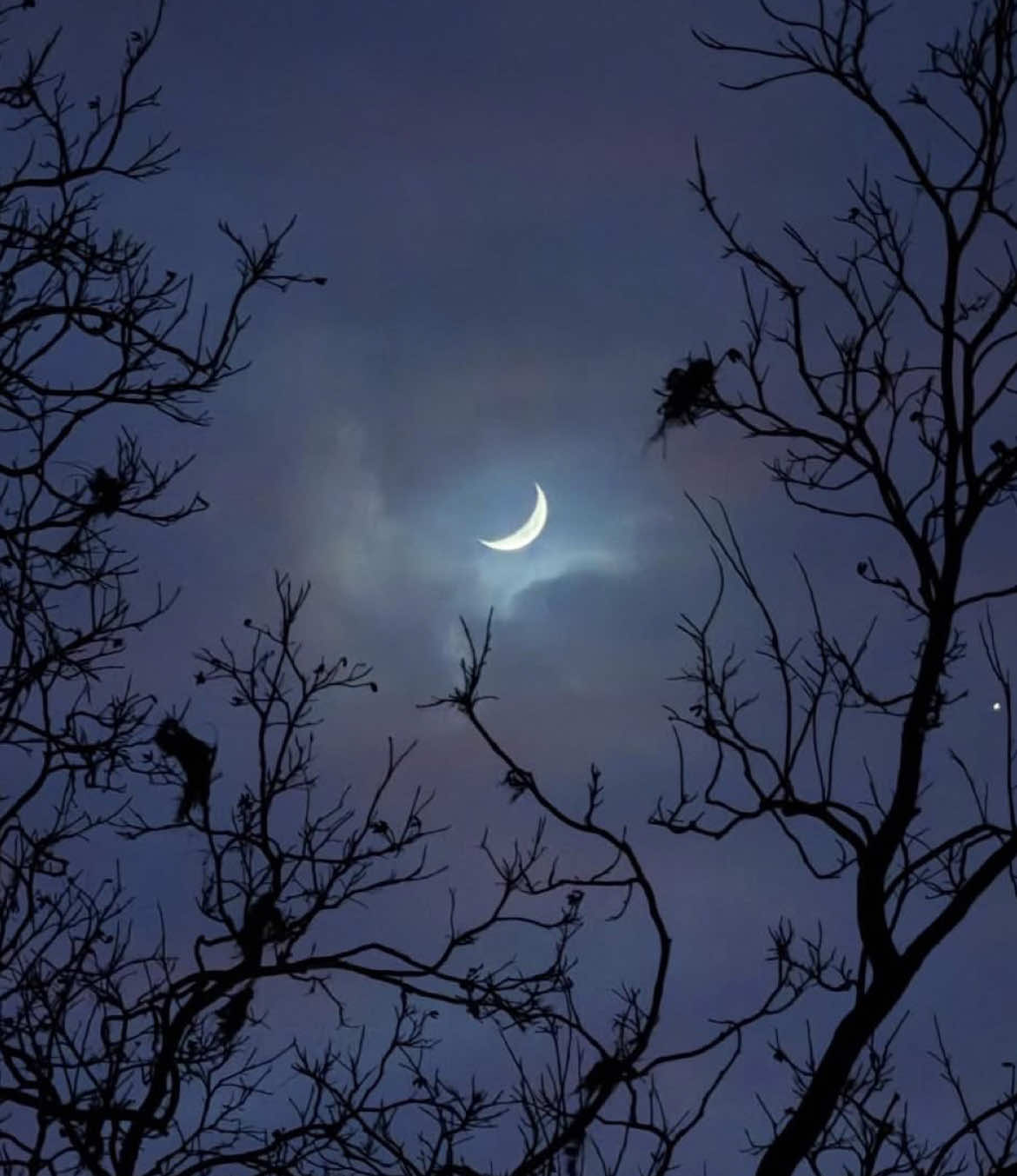@๐โจ๐~Moondrop~๐โจ๐