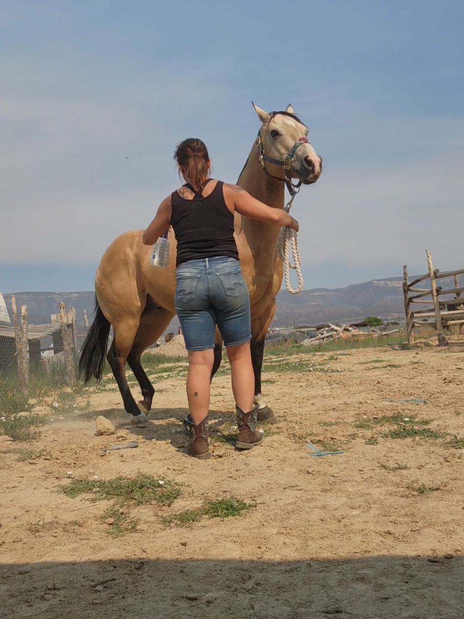@Olsen Horse & Cattle Co. LLC