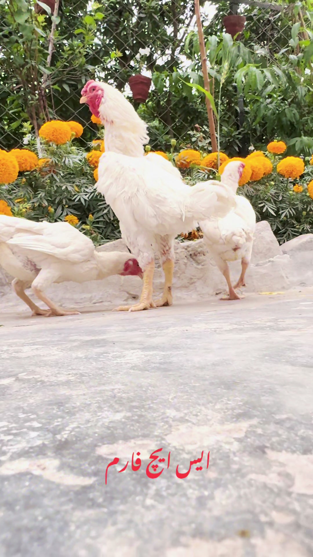 @SH Farm