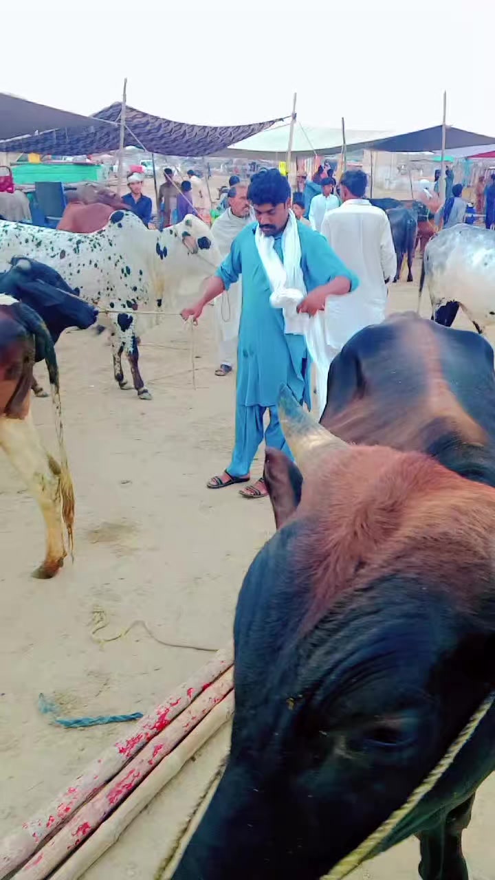@farooqabbas517