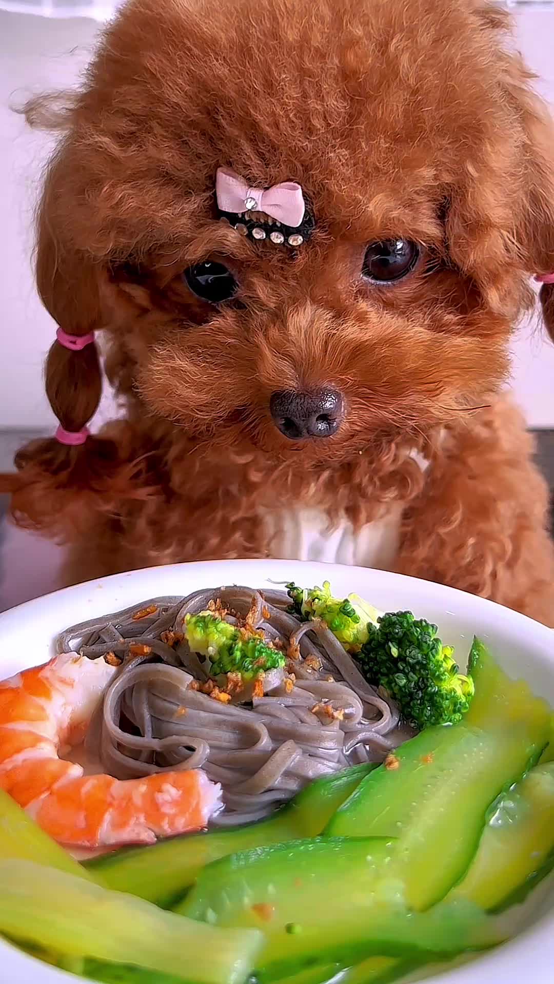 @dog eat