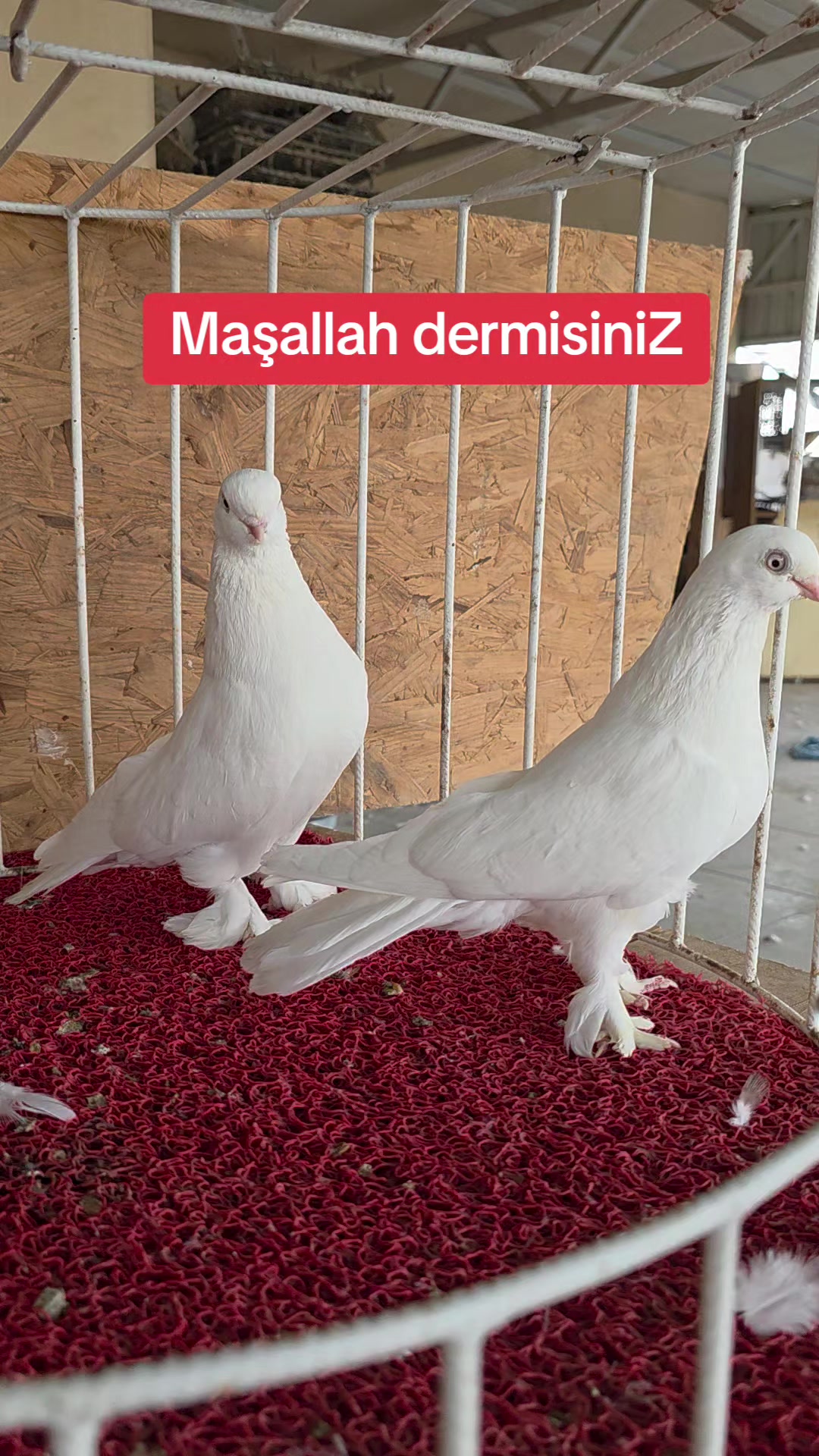 @Mahsum Kutluay
