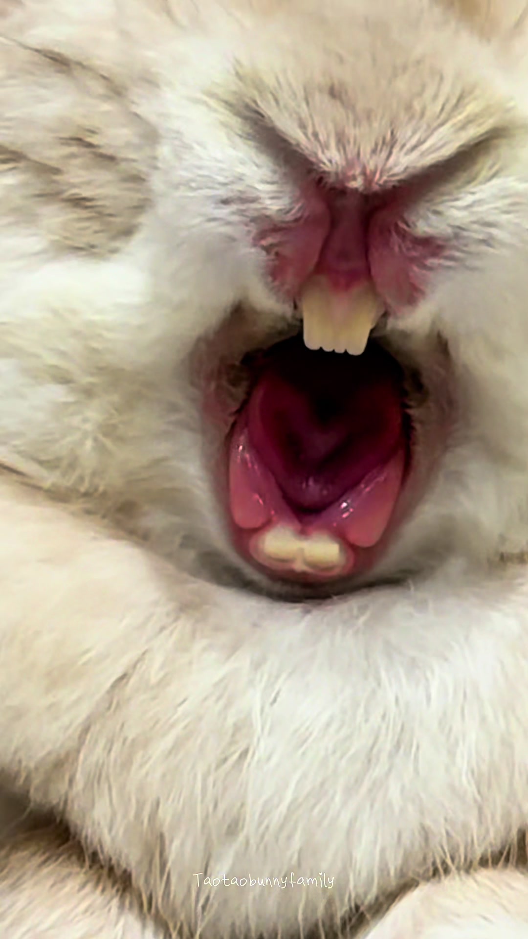 @Taotao Bunnyfamily