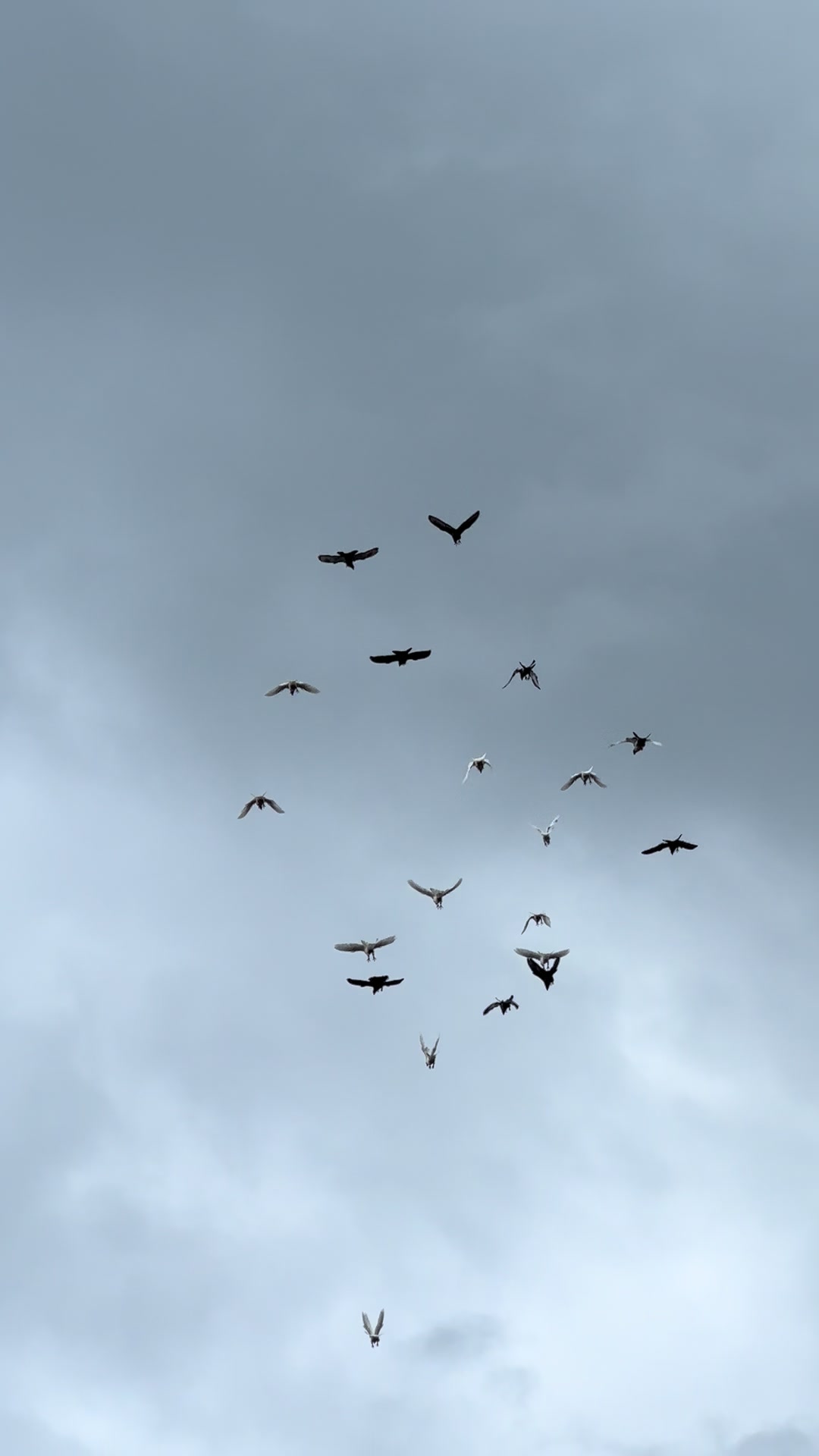 @fajaragusn
