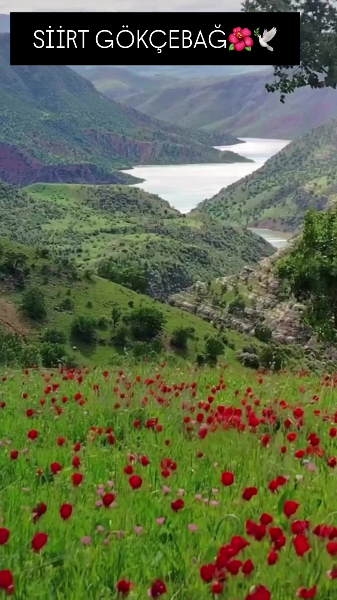 @Emine Başkurt