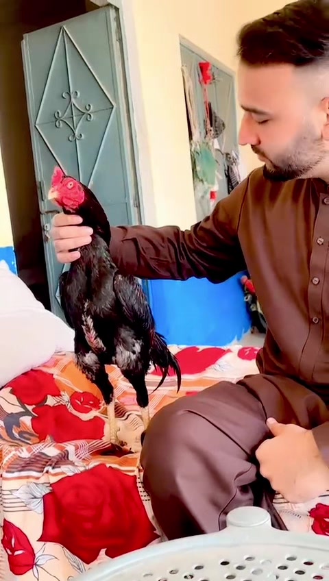 @Asadkazi