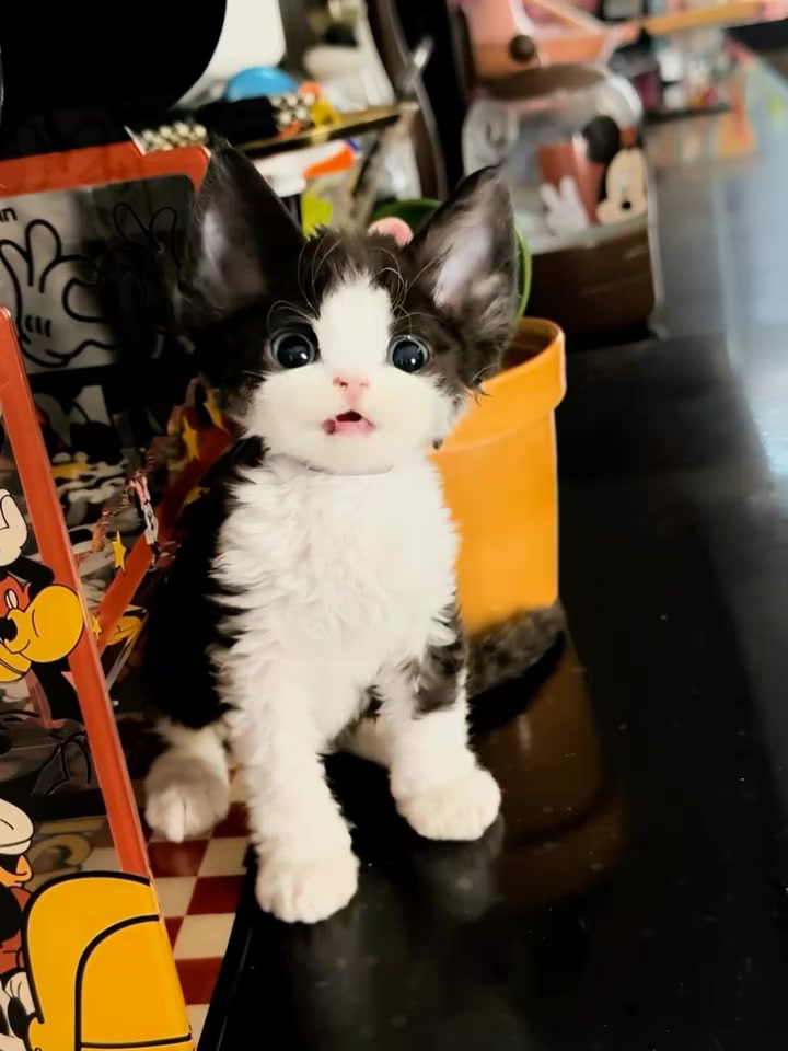 @furry kids