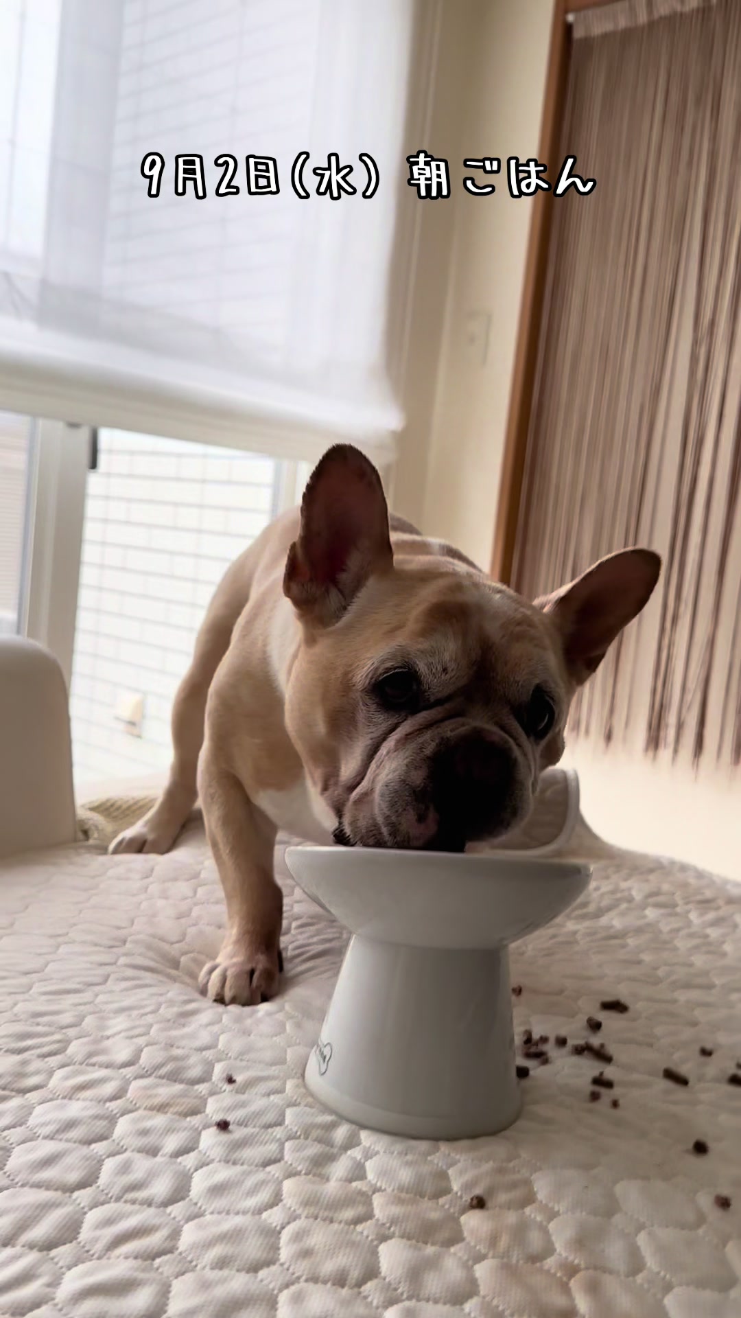 @ごん太