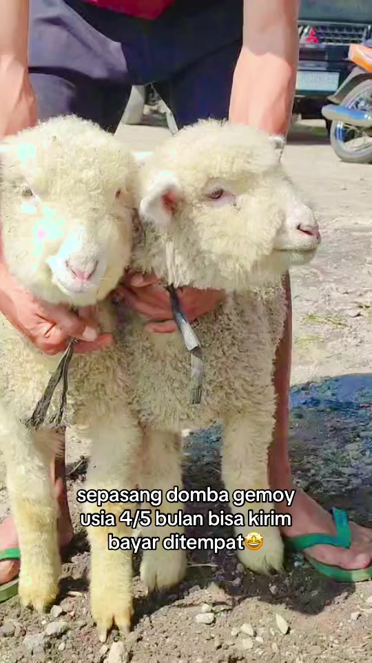 @RAMBOEN FARM TMG