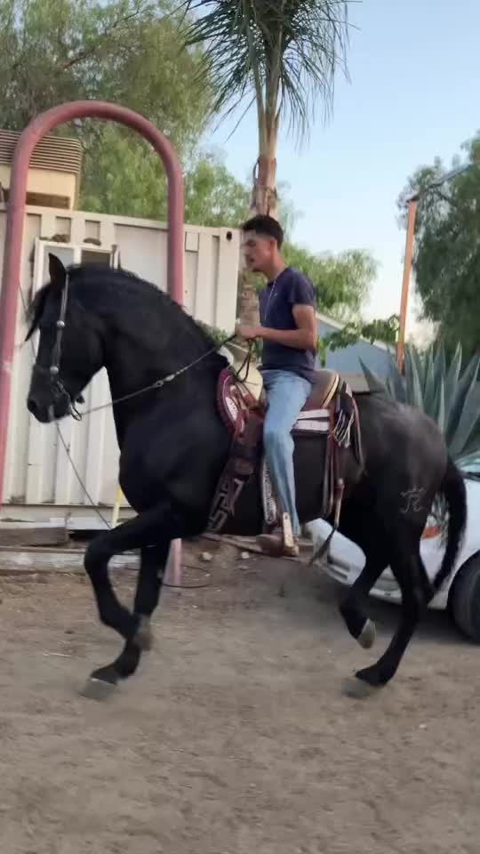 @yahirtorres6781