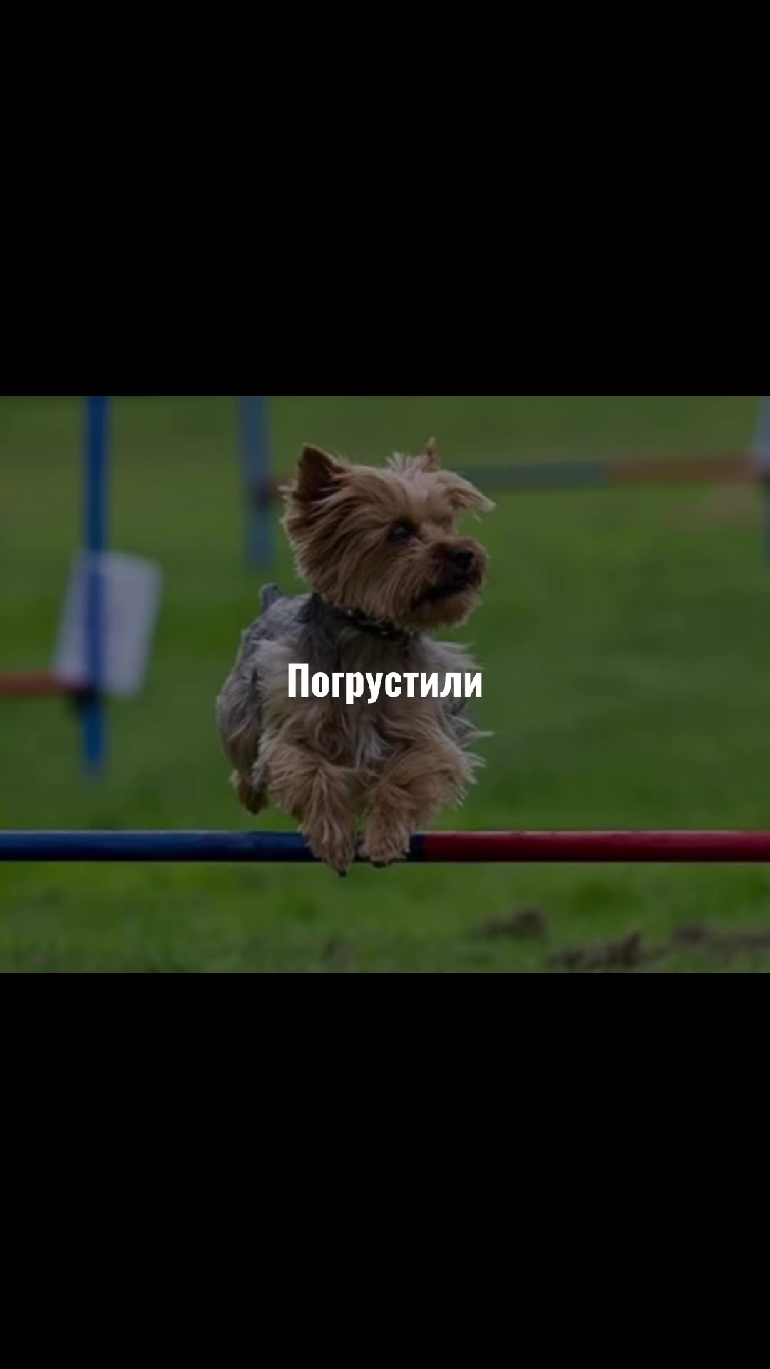 @Собака Евик🐾