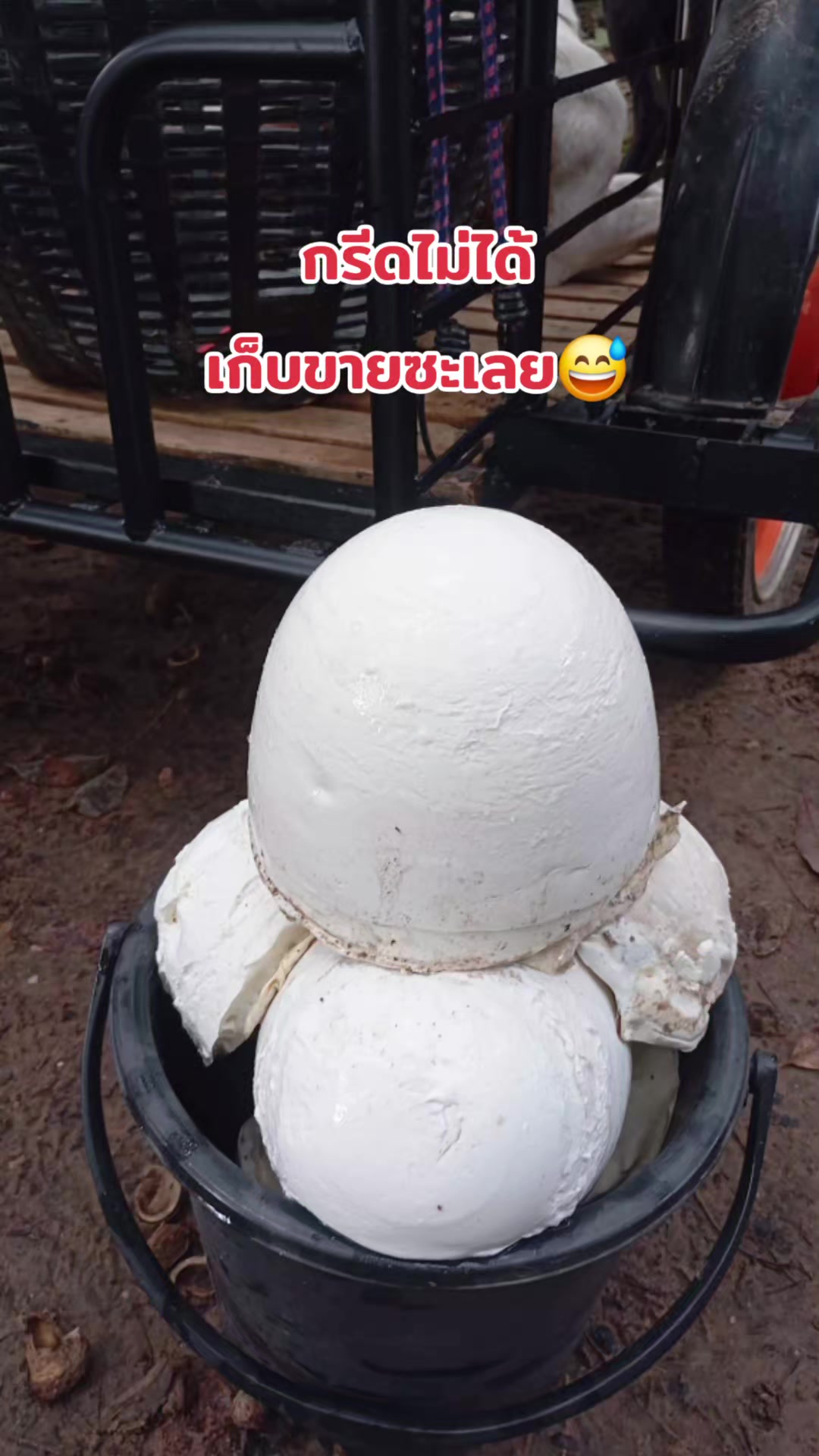 @แม่อ้อยเกษตรกรออนไลน์