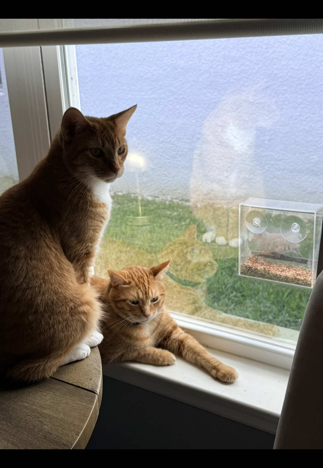 @Stef 🧡 cats! 🐈 🐈⬛🐈🐈⬛