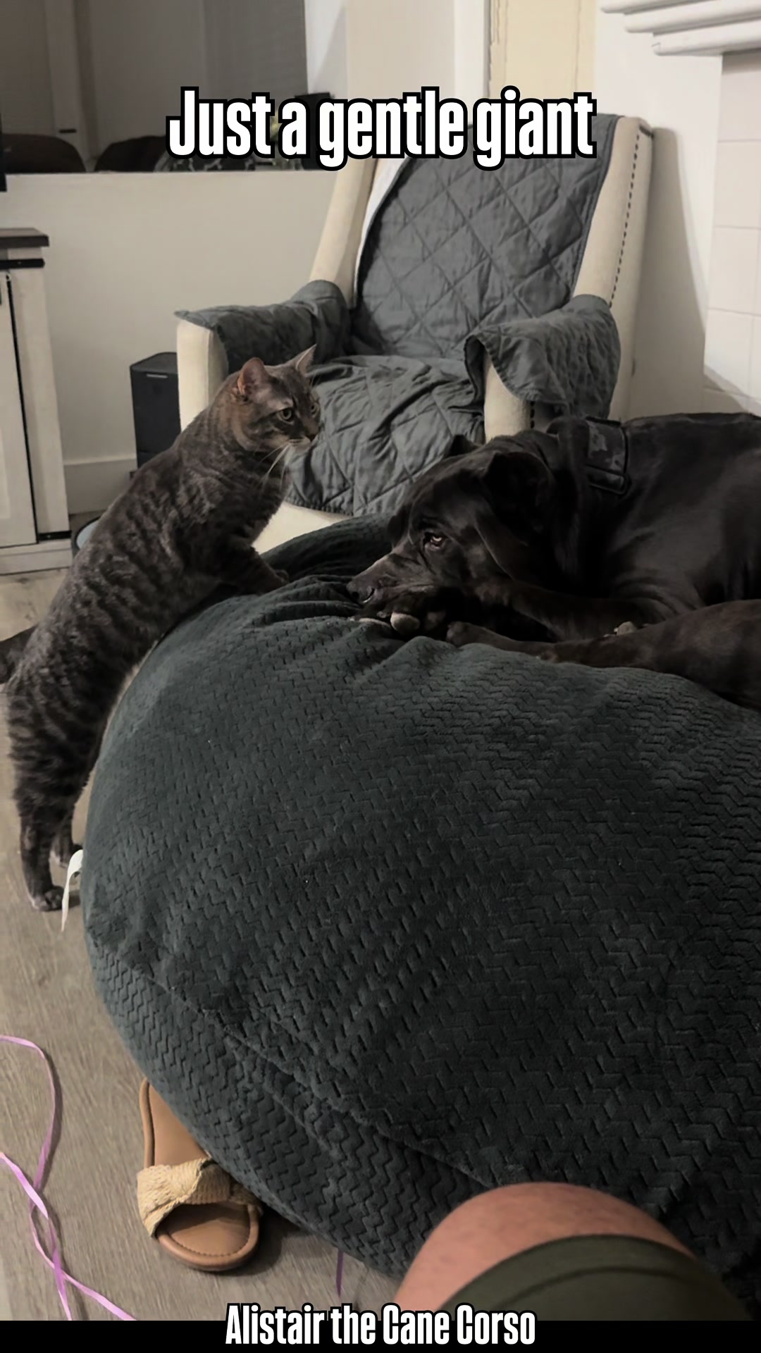 @Alistair the Cane Corso