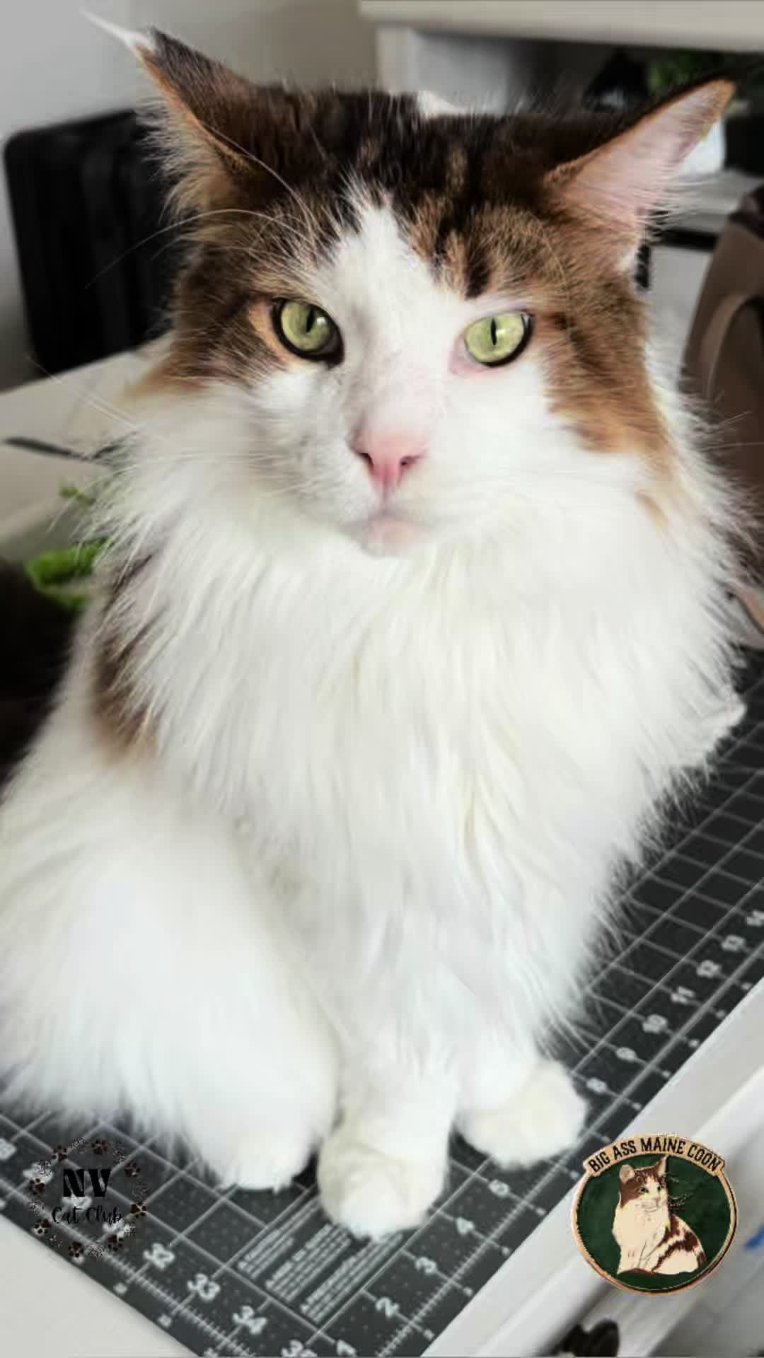 @NewVisionCatClub