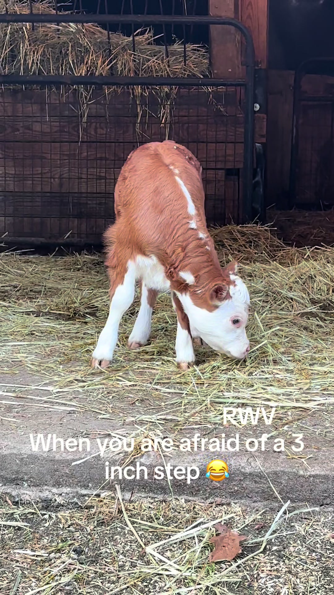 @RWV Land & Livestock