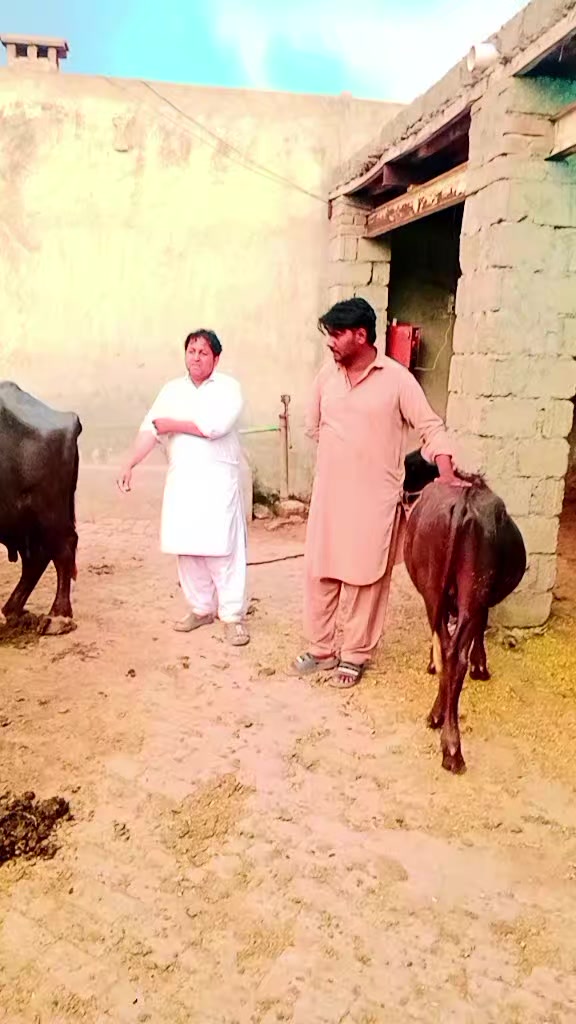 @farooqabbas517