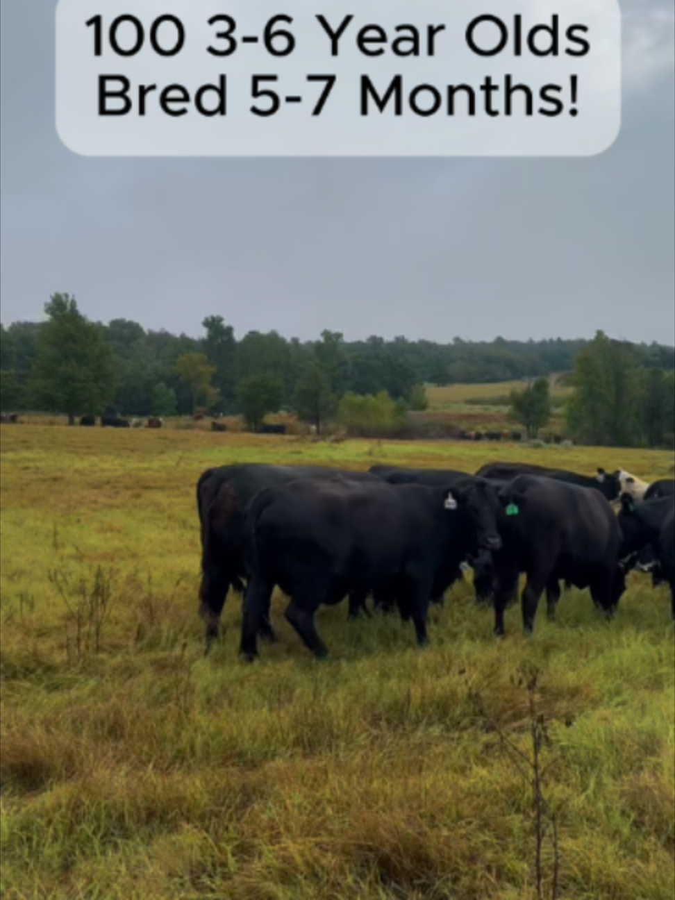 @Rutherford Land and Cattle
