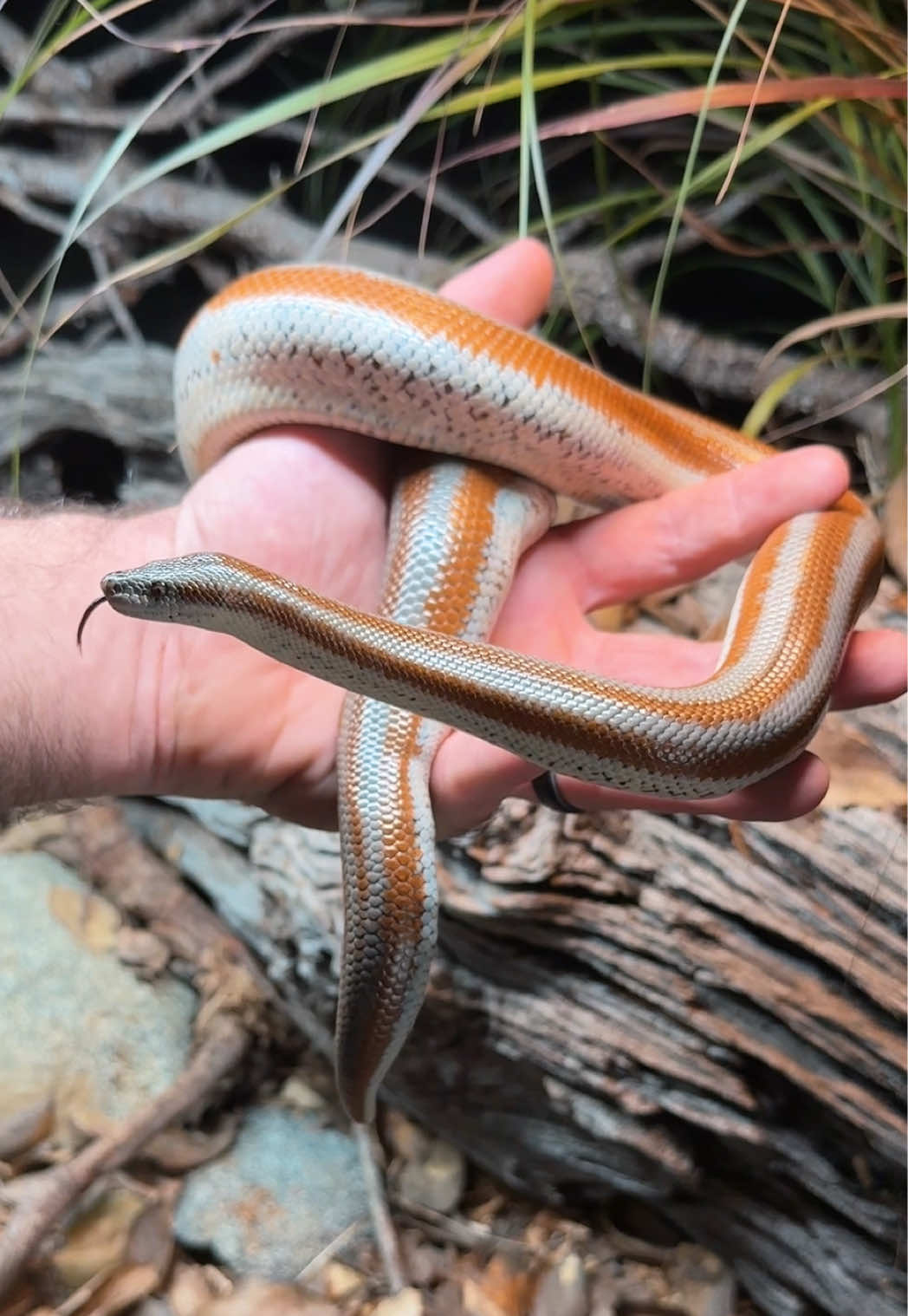 @HerpTime
