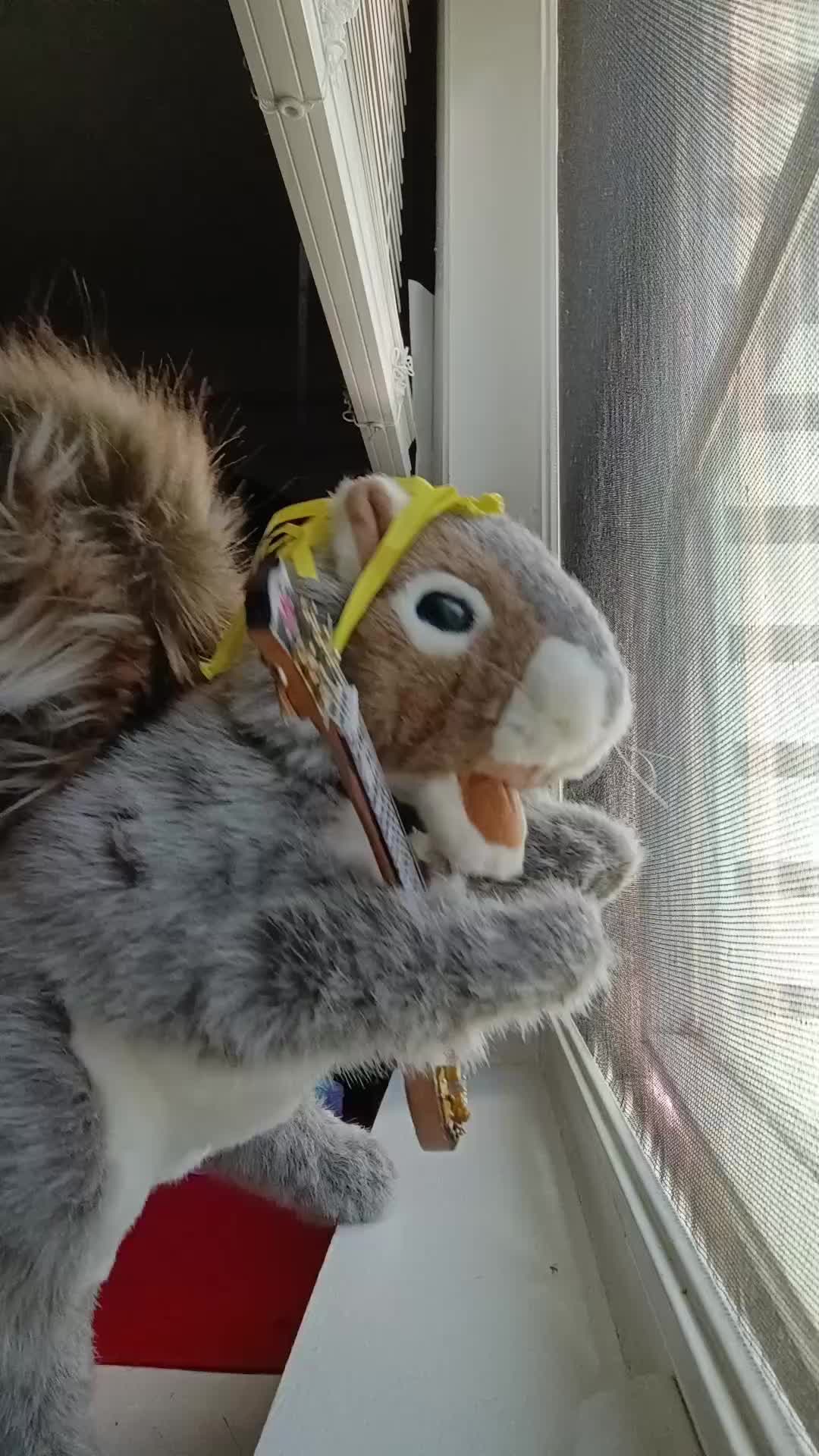 @Charles_TheSquirrel