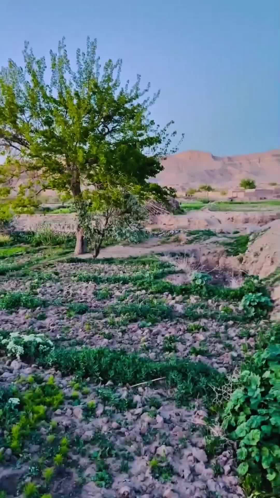 @Orangzaib❤️