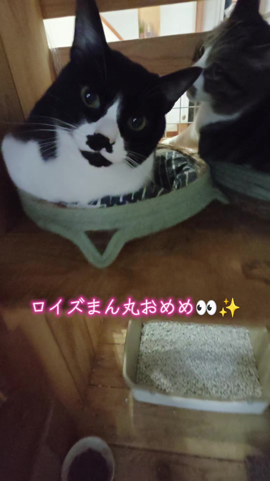 @ANIMAL♡M