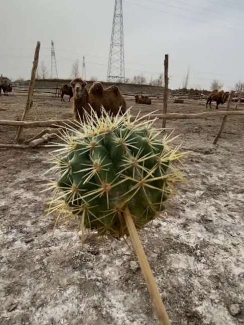 @Gislason Camel