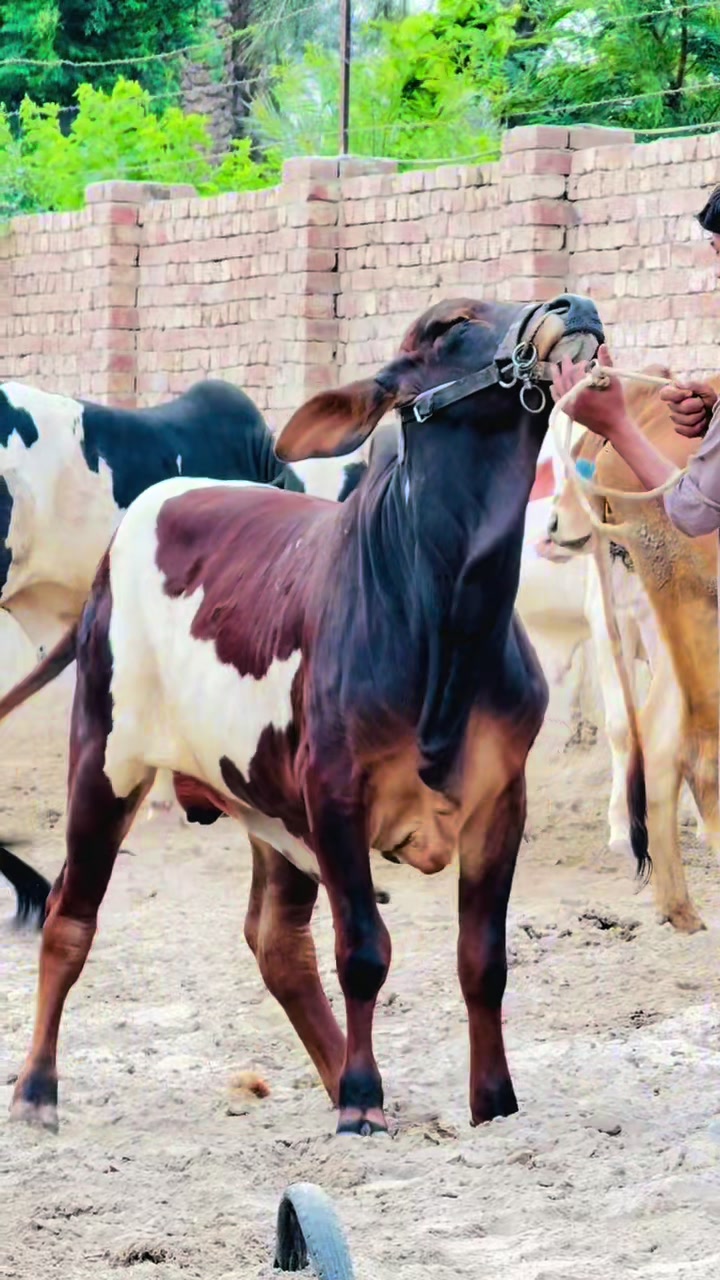 @Unique Cattle Farm