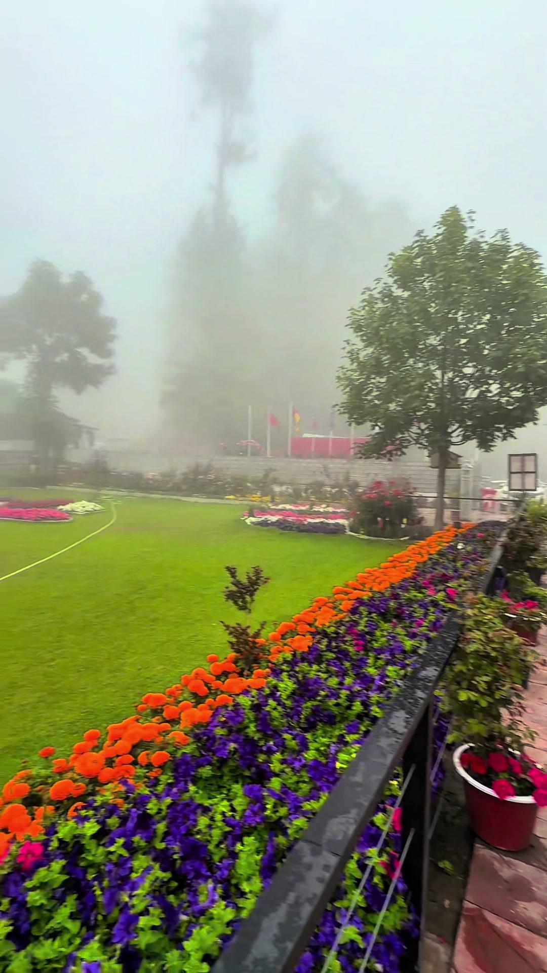@Shogran Vibes