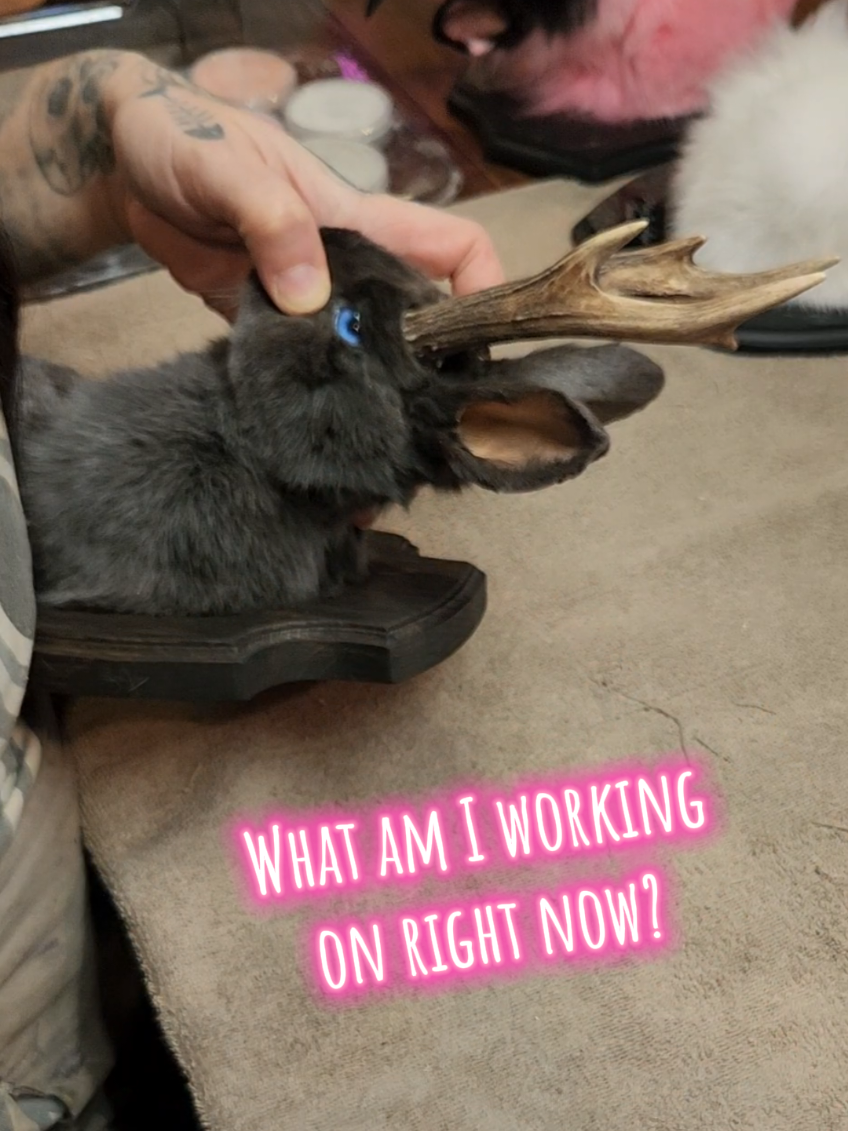 @May Jackalope Taxidermy 🇨🇦