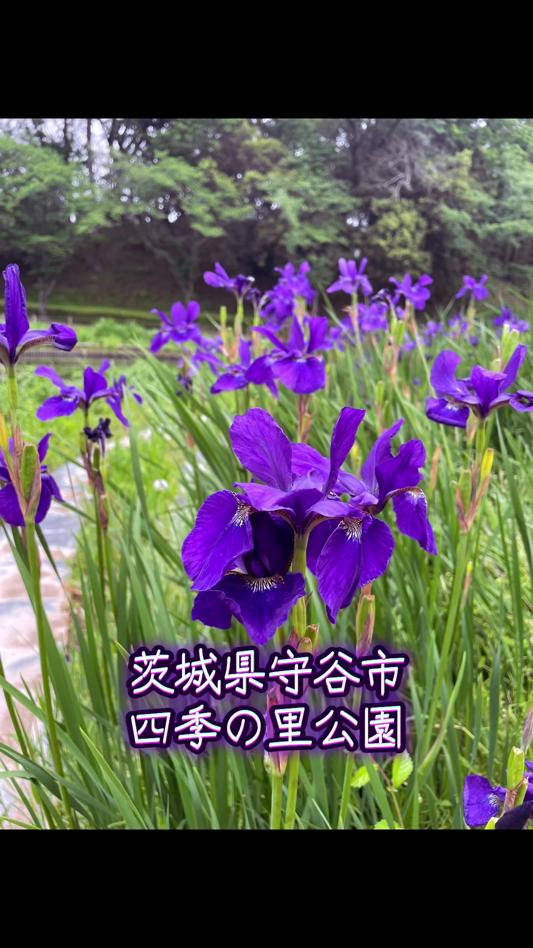@ちゅっぱチャップス
