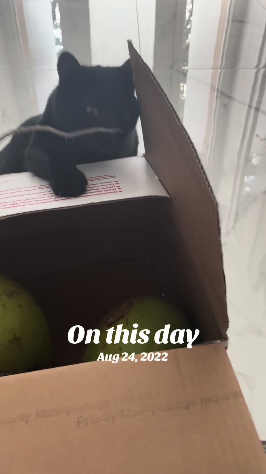 @Oscar Jeremy the cat!