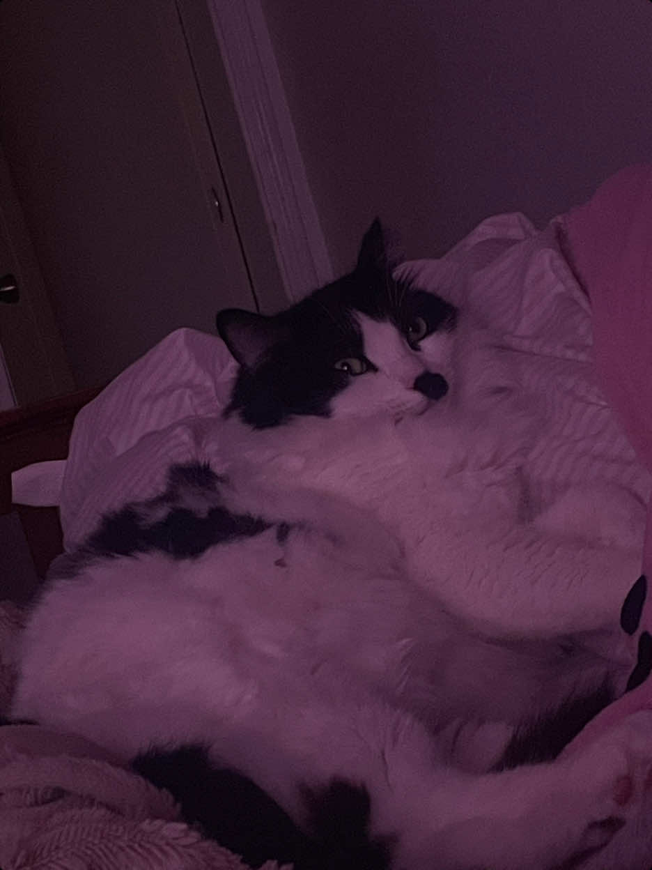 @𝓼𝓸𝓹𝓱𝓲𝓮🐈&zwj;⬛