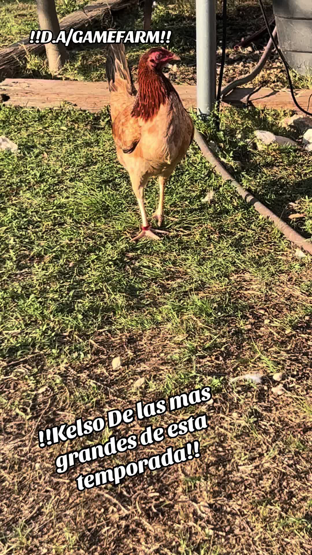 @DAgamefarm
