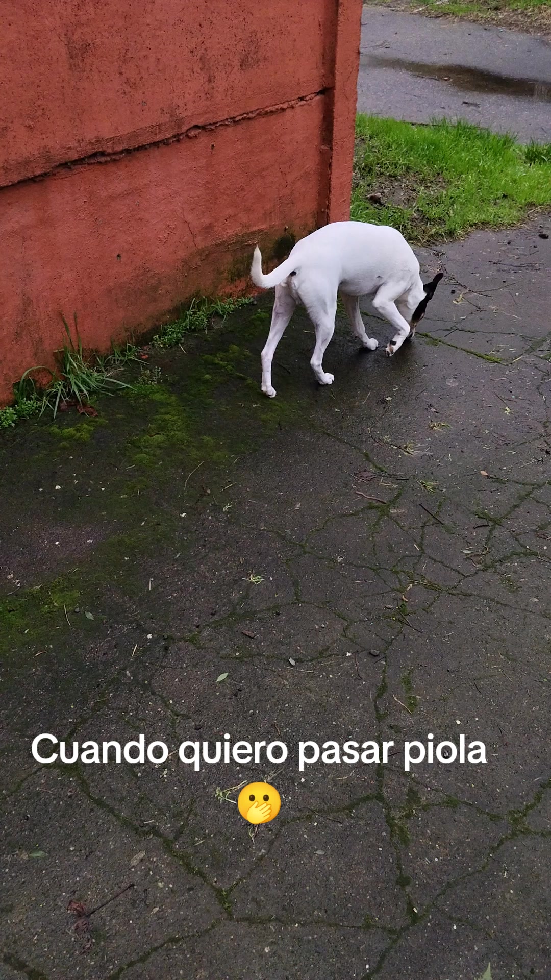 @Mister Ossie