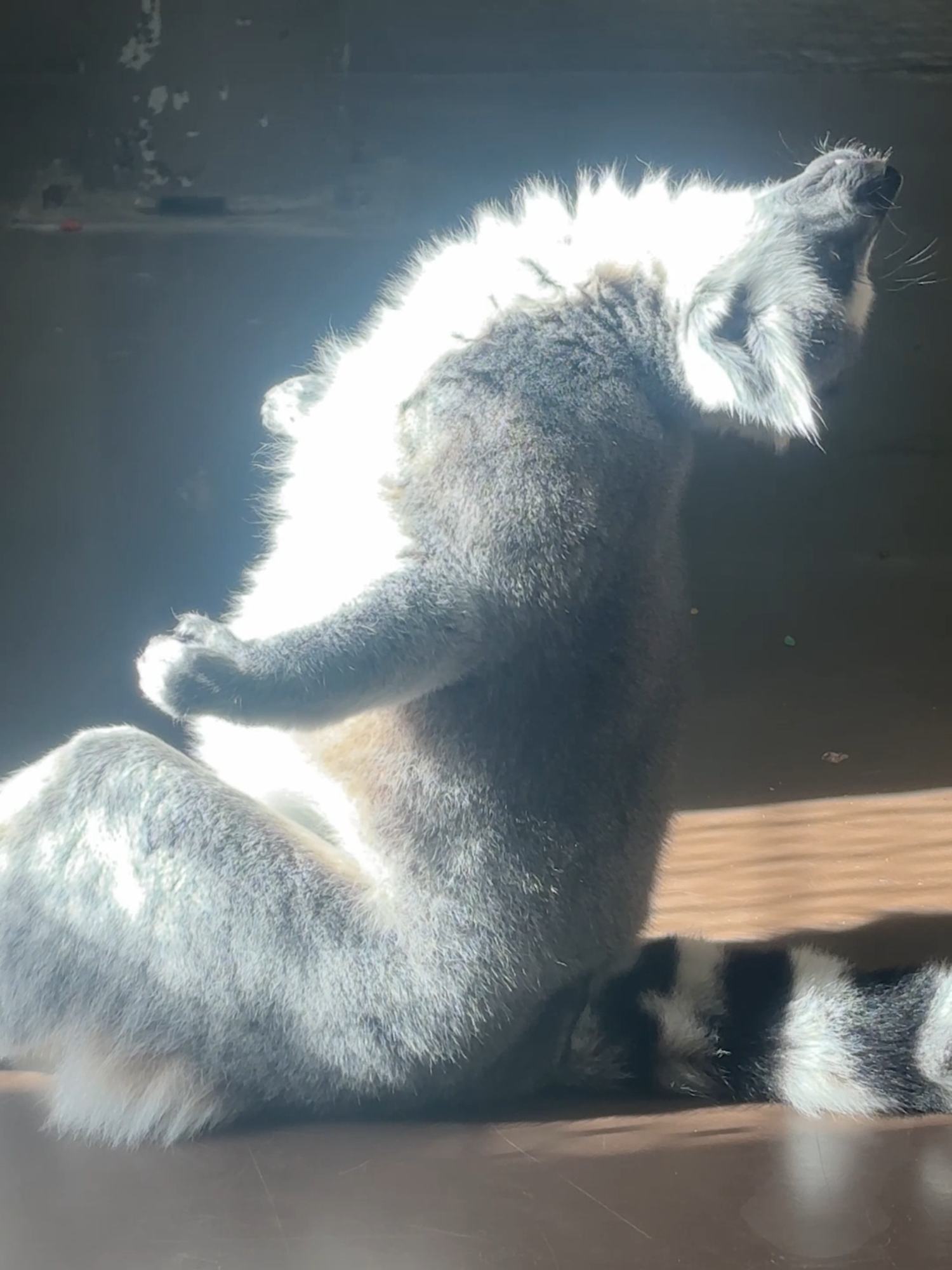 @The Toledo Zoo