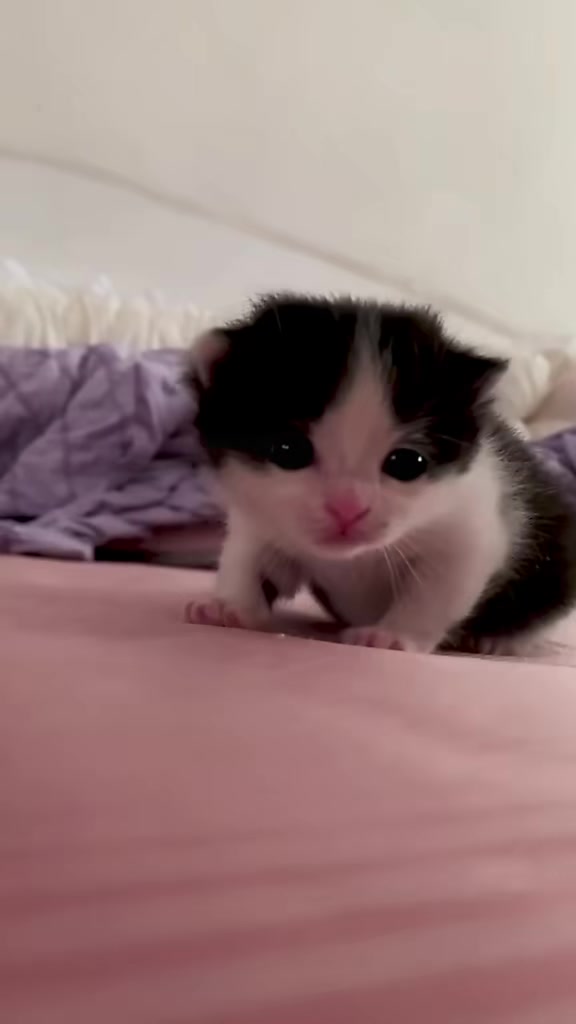 @catbosssss