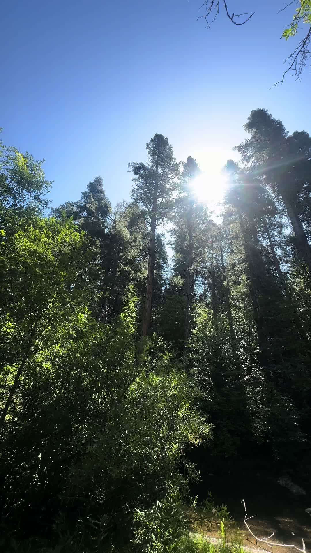 @🌲