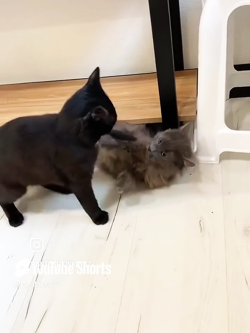 @Антошкин Кот