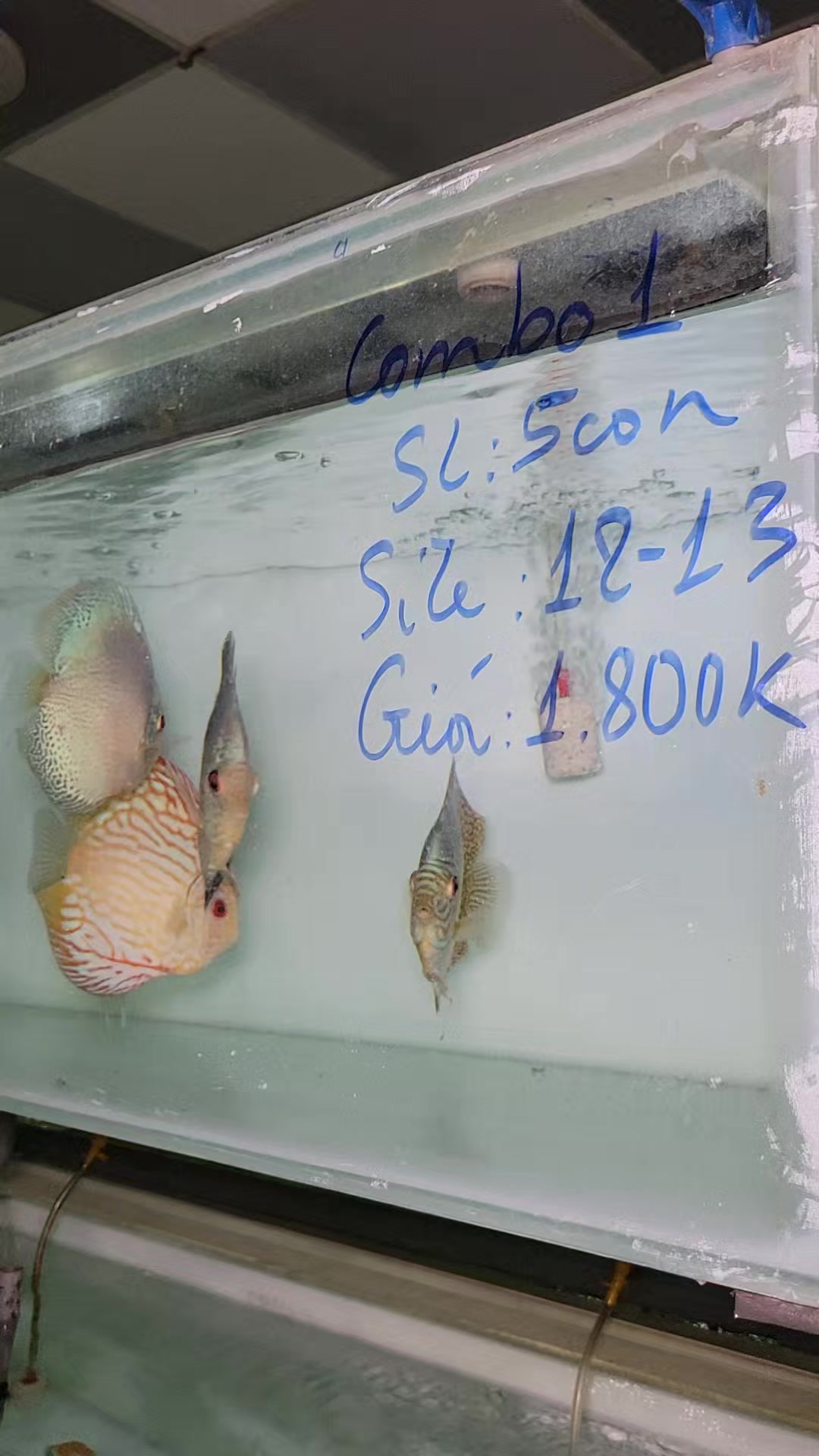 @Discus House Aquarium