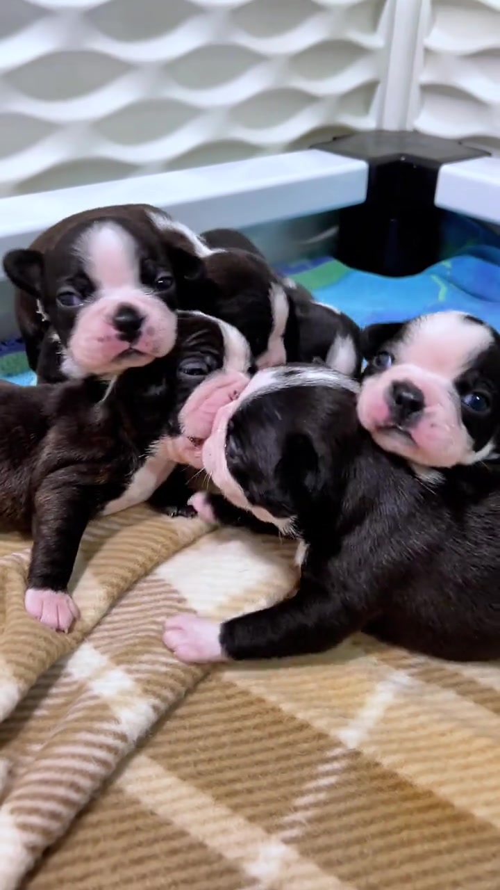 @Boston terrier puppies