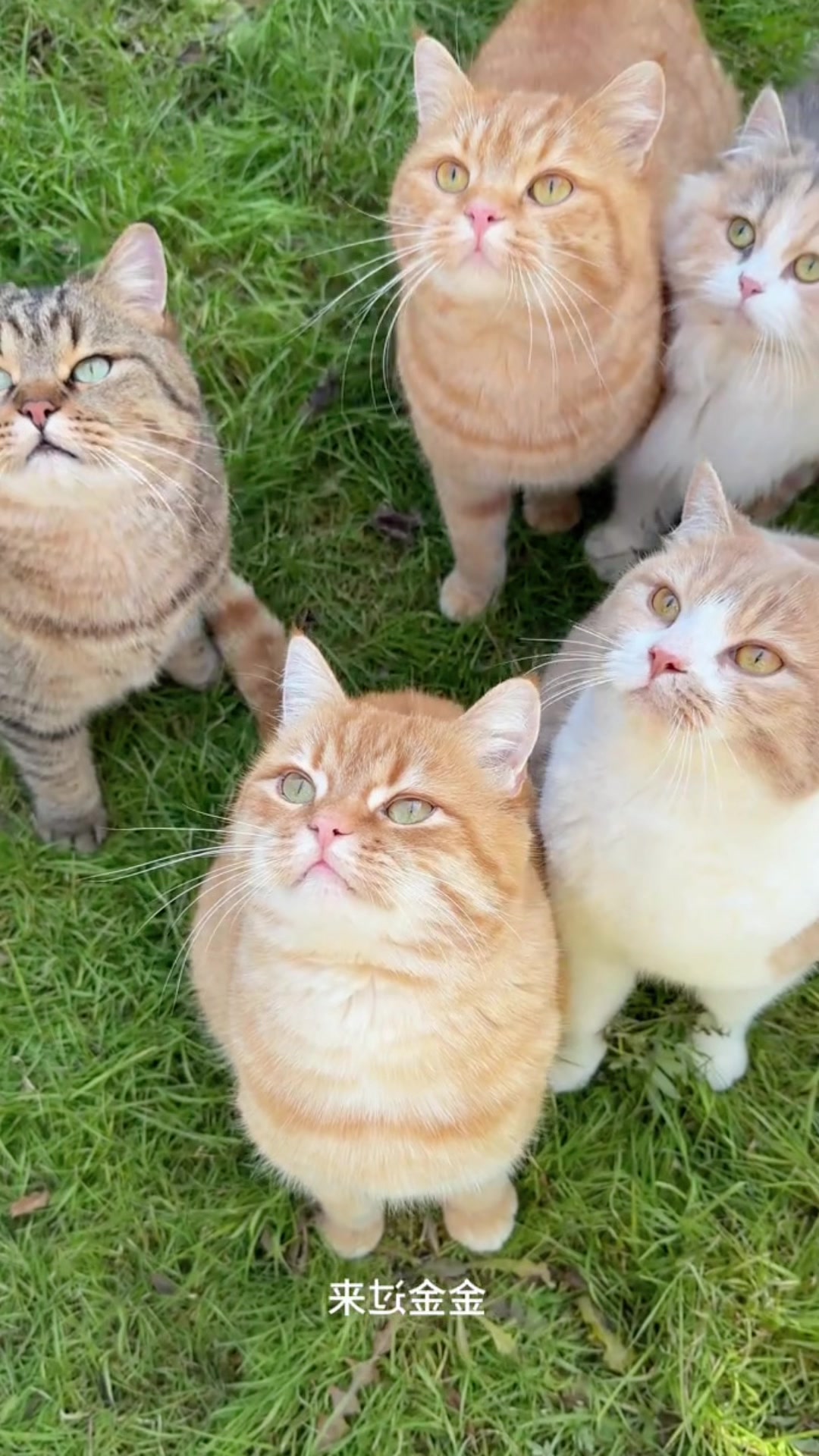 @Cute_kitten