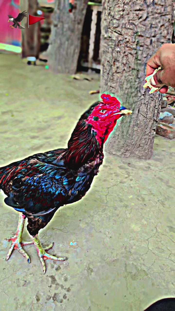 @⚜️شہزاد🦅احمد ⚜️