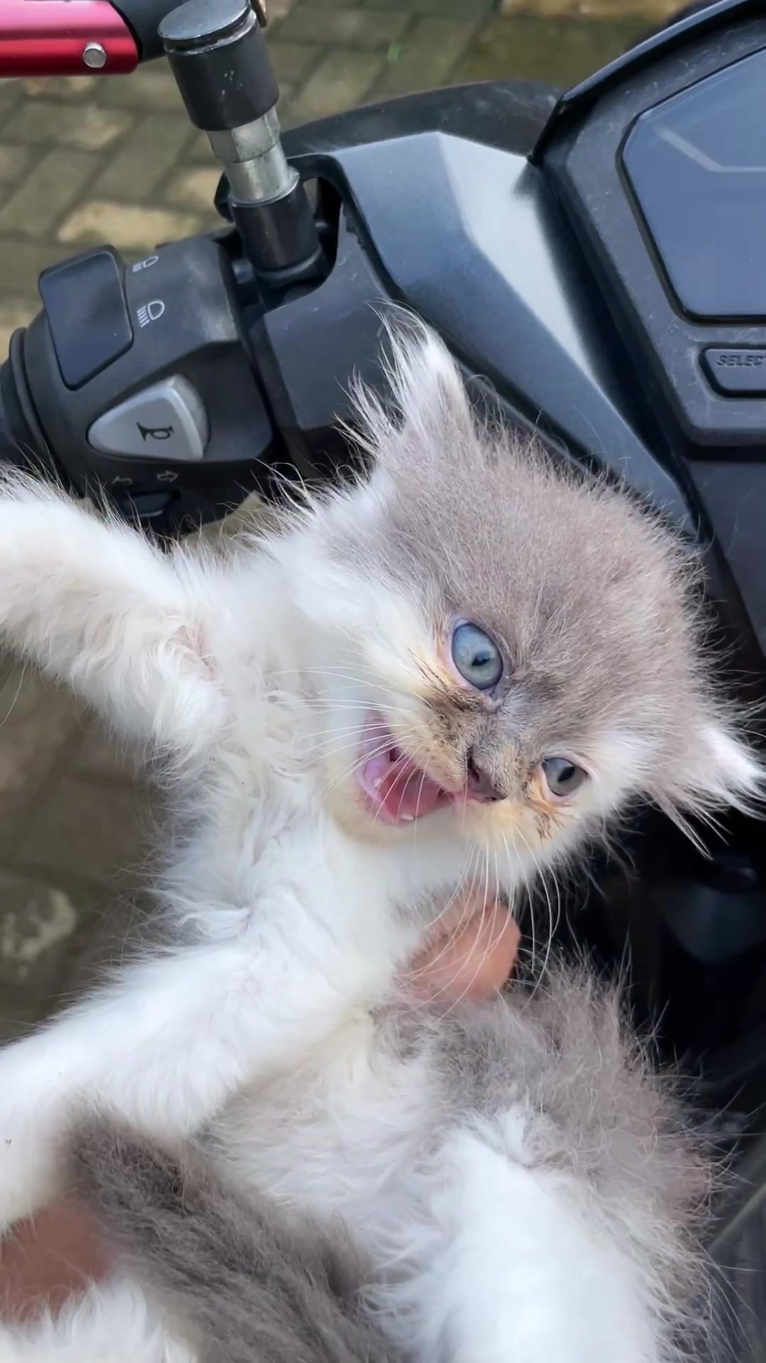 @Republic Of Cat